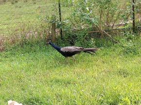 Jungle Homestay